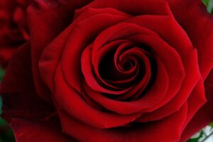 rose, flower, red