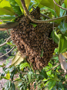 bees swarm hive