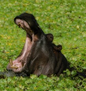 yawn hippo tired