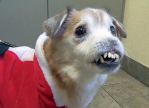 dog braces orthodontia